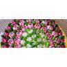 Flores de mantequilla