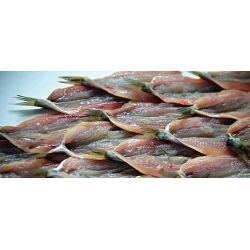 curso de pescado online 2