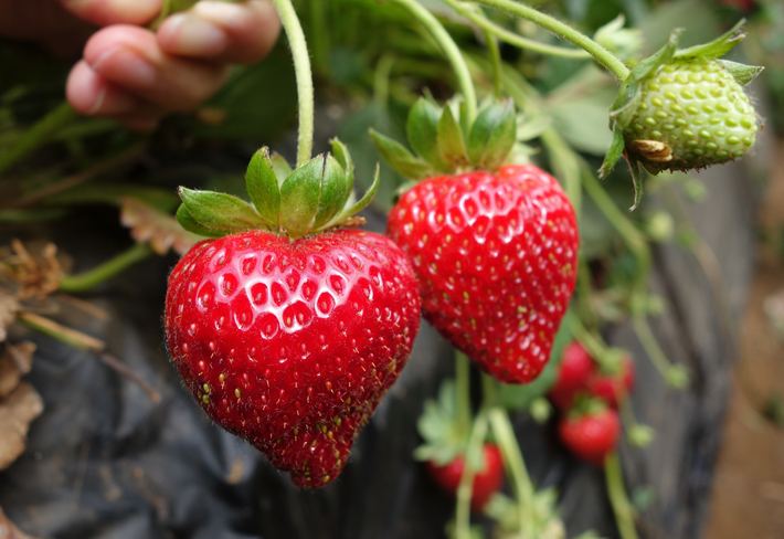 Fresas en la mata